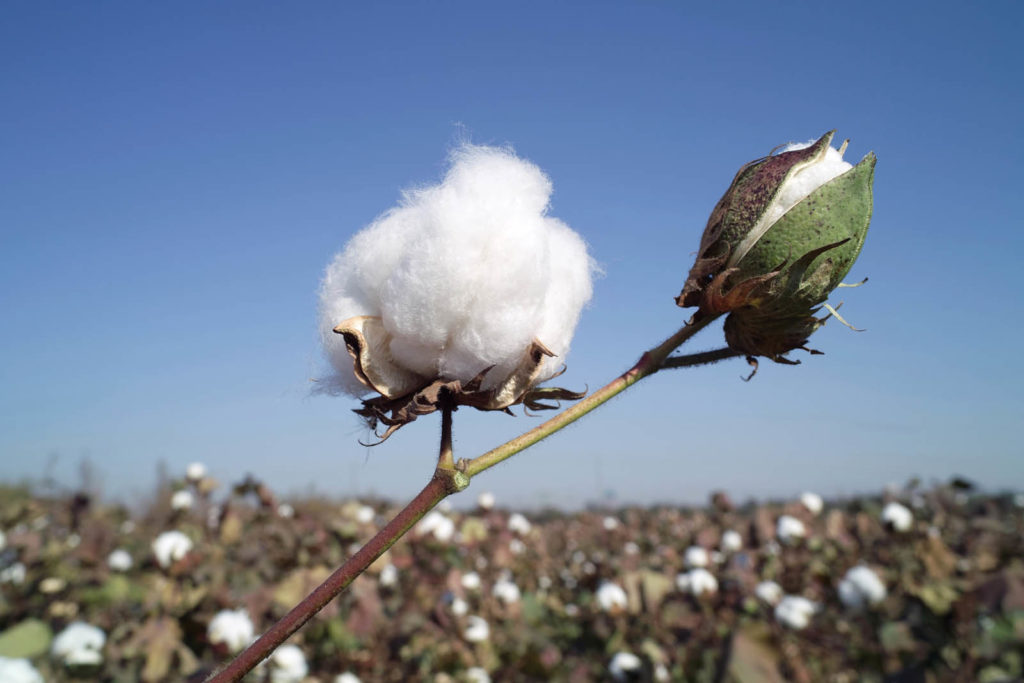 cotton